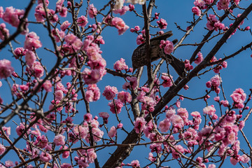 Plum blossom in botanical garden of Tokyo