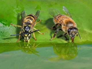 Honey bee and wasp having a drink reflection