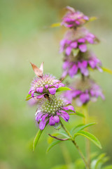 Horsemint blooming in late spring