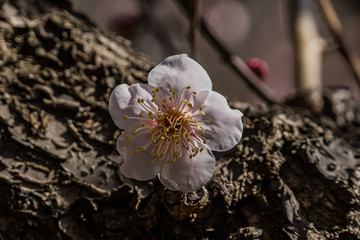 Fototapeta premium Plum blossom in botanical garden of Tokyo