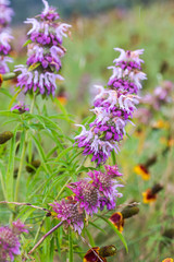 Horsemint blooming in late spring