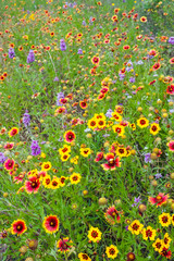 Fototapeta premium Texas wildflowers bursting in blooms on roadside