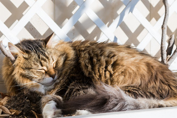 Long haired cat in relax outdoor. Hypoallergenic pet, siberian purebred