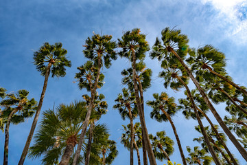 Obraz na płótnie Canvas Palm trees from Malaga in the south of Spain