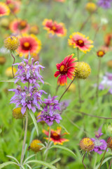 Horsemint blooming in late spring