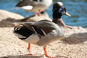 Mixed Breed Duck