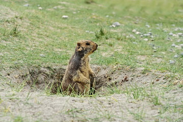 Himalayas marmot stands protected against danger near the shelter.Cynomys ludovicianus Black tailed Prairie dog is herbivorous mammal.Marmot is a large squirrel that lives in burrows under the ground.