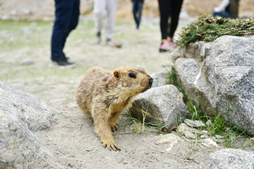 Prairie dog (Himalayan marmot) walking on the sand to find food Marmot walking closely with tourists Marmot is a mammal and it a large squirrel that lives in burrows under the ground.