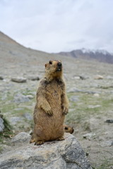 Prairie dog (Himalayan marmot) standing to watch out for family danger on high rocks. Marmot is a mammal and it is a large squirrel that lives in burrows under the ground.