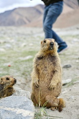 Prairie dog (Himalaya Marmot) stood vigilant in front of the shelter and looked for food. There are tourists walking behind. Marmot is a herbivorous mammal. And a large squirrel that lives in burrows 