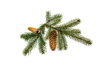 Conifer cone on a branch close-up on a white background.