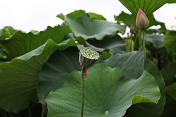 안산관곡지입니다