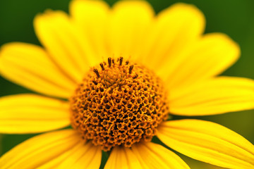 Macro. Close-up of a yellow flower in a garden on a green background. Summer background.