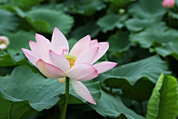 안산관곡지입니다