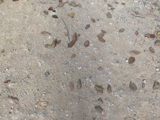 Fototapeta na wymiar dry leaves texture on ground