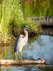 Majestic Blue Heron