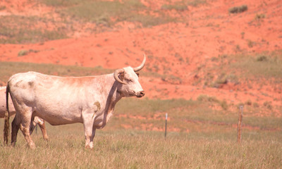 Longhorn