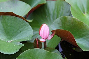 안산관곡지입니다