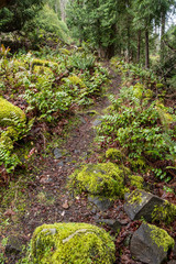 Fototapeta premium a rocky trail deep into the forest covered with mud and mosses on a cloudy day