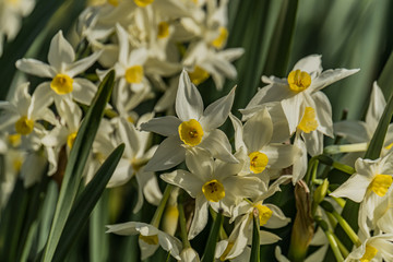 Flowers of the narcissus