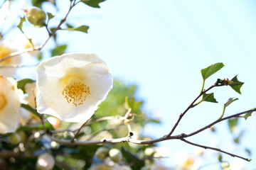Image of White camellia flowers in the blue sky