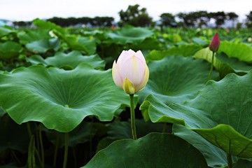 안산관곡지입니다