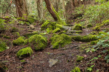 rough trail inside forest passing through green mosses covered rocks and ground