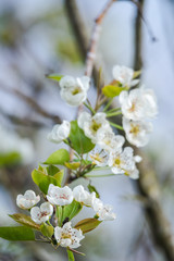 White bradford pear in full bloom 