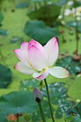 안산관곡지입니다