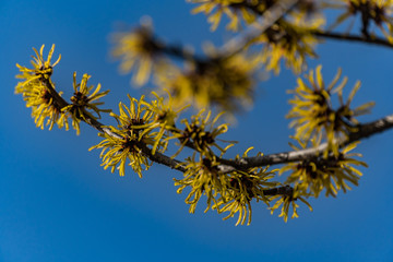 Japanese witch hazel