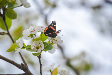White bradford pear in full bloom 