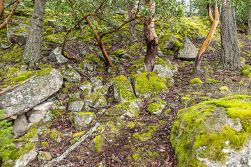 green moss covered rocky trail inside forest with dense foliage with few arbutus trees with unique shapes grown here and there.