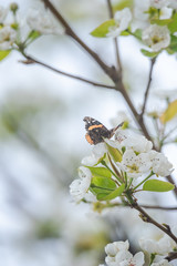 White bradford pear in full bloom 