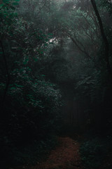 Fototapeta premium Creppy mysterious forest path with foggy atmosphere