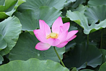 안산관곡지입니다