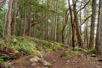 rocky trail inside forest with dense foliage with few arbutus trees grown here and there