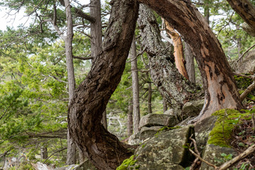 twisted tree trunks on the edge of the cliff in front of the forest by the coast  under cloudy weather.