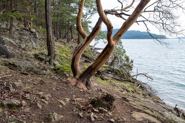one Arbutus tree on the edge of the cliff in front of the forest by the coast with few leaves on the tip of the branches facing the ocean under cloudy weather.
