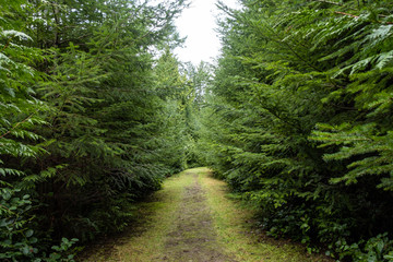 Fototapeta na wymiar straight path in the park covered with thin layer of grass with dense pine trees grown on both sides