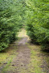 Fototapeta na wymiar straight path in the park covered with thin layer of grass with dense pine trees grown on both sides