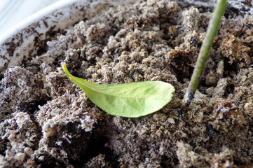 Death of plants from volcanic ash. A sprout with a fallen leaf on the ashy and dusty ground from the ash cloud of an erupting volcano. Natural disaster and disaster volcanic eruption.