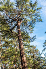 Fototapeta premium tall pine trees on the mountain top under the sun with blue sky with thin layer of cloud