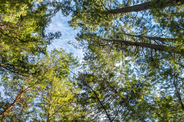 tall trees with fresh green leaves on the top grown in a circle inside forest under cloudy blue sky