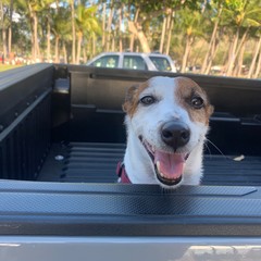 dog in a truck