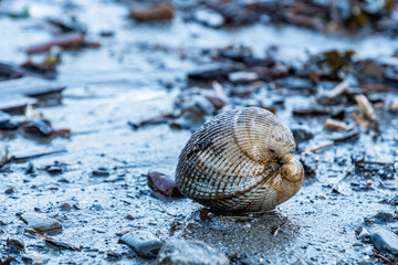 close up of a big white seashell laying on the rocky beach