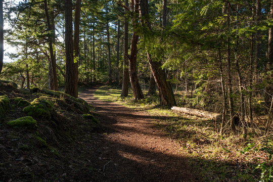 well paved walk way in the park with tall trees on both sides under the light of setting sun