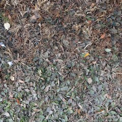 Grass Texture