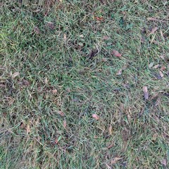 Grass Texture