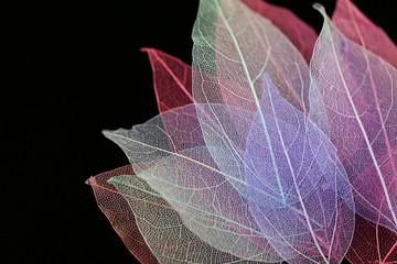 Obraz premium Skeleton leaf set on a black background. Multicolored Border of transparent Leaves. Nature leaf texture on black background