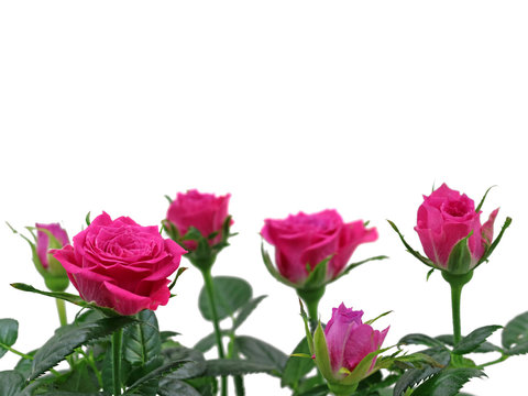 pink roses close up isolated on white background with copy space